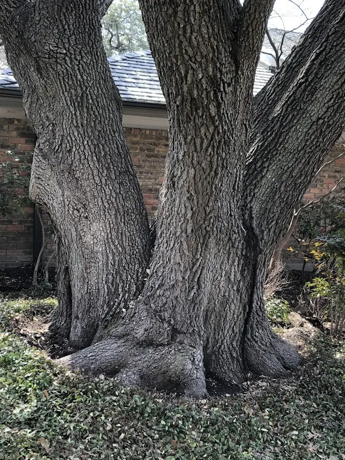 Mature heritage tree close to a Berkley property cared for by certified arborists